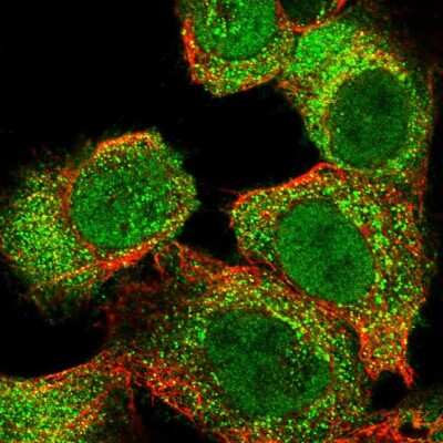 Immunocytochemistry/ Immunofluorescence: SLC22A23 Antibody [NBP1-91154]