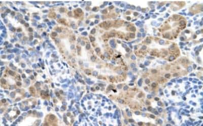 Immunohistochemistry: SLC22A3 Antibody [NBP1-69368]
