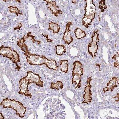 Immunohistochemistry-Paraffin: SLC23A1 Antibody [NBP2-13318]
