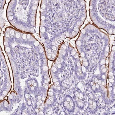 Immunohistochemistry-Paraffin: SLC23A1 Antibody [NBP2-13318]