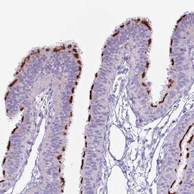 Immunohistochemistry-Paraffin: SLC23A1 Antibody [NBP2-13318]