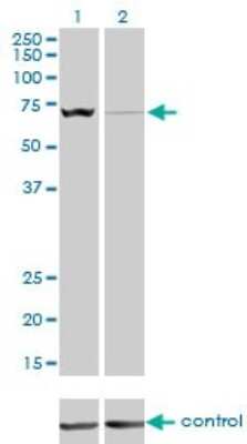 Western Blot: SLC25A13 Antibody (4F4) [H00010165-M01]