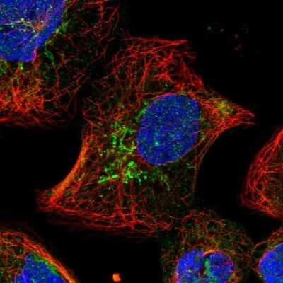 Immunocytochemistry/ Immunofluorescence: SLC25A22 Antibody [NBP1-84880]