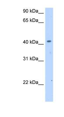 Western Blot: SLC25A24 Antibody [NBP1-60063]