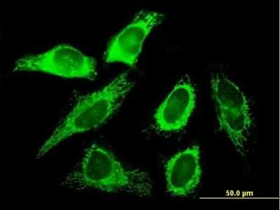 Immunocytochemistry/ Immunofluorescence: SLC25A3 Antibody [H00005250-B02P]