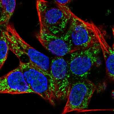 Immunocytochemistry/ Immunofluorescence: SLC25A42 Antibody [NBP2-13325]