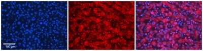 Immunohistochemistry-Paraffin: SLC26A3 Antibody [NBP2-85745]