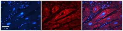 Immunohistochemistry-Paraffin: SLC26A3 Antibody [NBP2-85745]