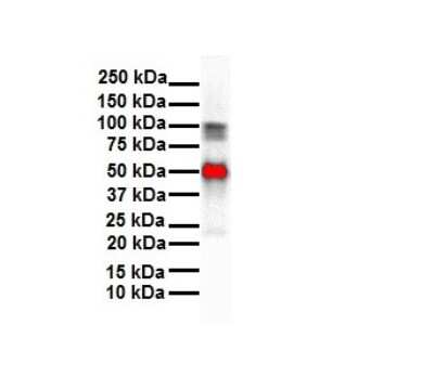 Western Blot: SLC26A3 Antibody [NBP2-85745]