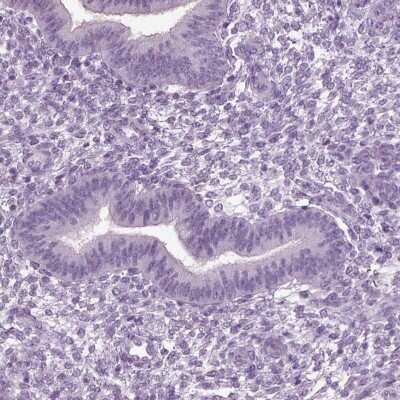 Immunohistochemistry-Paraffin: SLC26A8 Antibody [NBP1-87419]