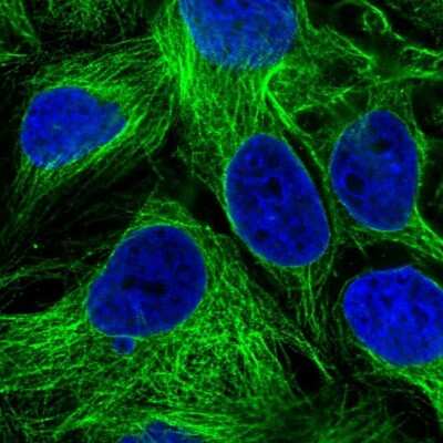 Immunocytochemistry/ Immunofluorescence: SLC29A4 Antibody [NBP2-55497]