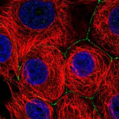 Immunocytochemistry/ Immunofluorescence: SLC2A11 Antibody [NBP2-57041]