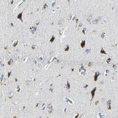 Immunohistochemistry-Paraffin: SLC2A13 Antibody [NBP1-83245]