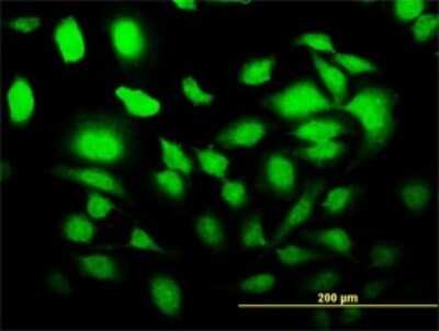 Immunocytochemistry/ Immunofluorescence: SLC2A4RG Antibody (4C10) [H00056731-M02]