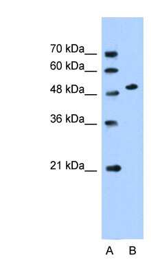 Western Blot: SLC30A1 Antibody [NBP1-62525]