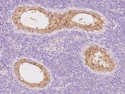 Immunohistochemistry-Paraffin: SLC30A3 Antibody [NBP2-97660]