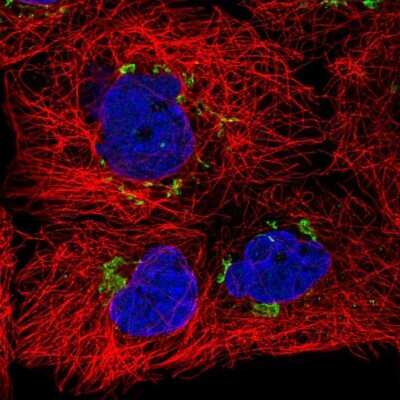 Immunocytochemistry/ Immunofluorescence: SLC30A6 Antibody [NBP2-31673]
