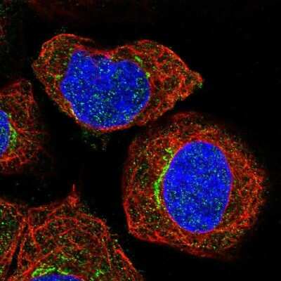 Immunocytochemistry/ Immunofluorescence: SLC30A7 Antibody [NBP1-80578]