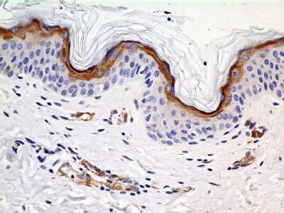 Immunohistochemistry-Paraffin: SLC31A1/CTR1 Antibody (5E6.1B4) - BSA Free [NBP2-36573]
