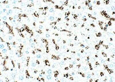 Immunohistochemistry-Paraffin: SLC31A1/CTR1 Antibody [NBP3-12348]