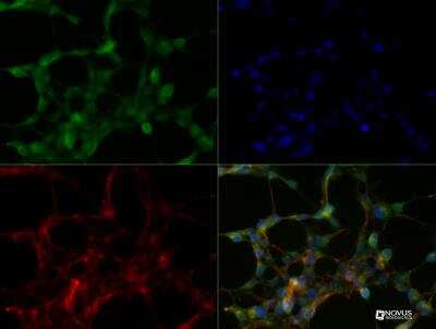 Immunocytochemistry/ Immunofluorescence: SLC34A1 Antibody (10B1.3E9) - BSA Free [NBP2-42216]
