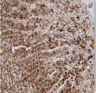 Immunohistochemistry-Paraffin: SLC35D3 Antibody [NBP1-81867]