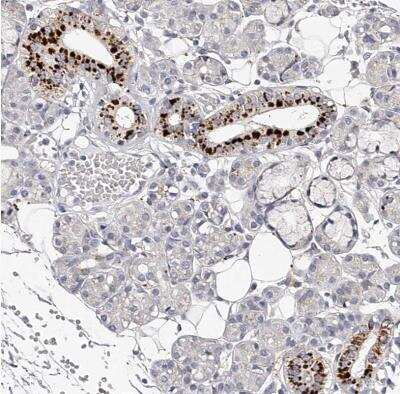 Immunohistochemistry-Paraffin: SLC35D3 Antibody [NBP1-81867]