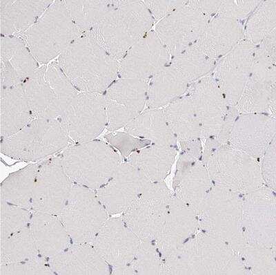 Immunohistochemistry-Paraffin: SLC35D3 Antibody [NBP1-81867]