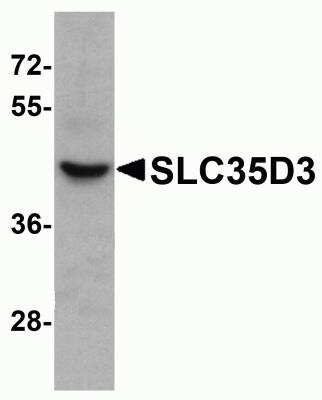 Western Blot: SLC35D3 AntibodyBSA Free [NBP2-81839]