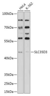 Western Blot: SLC35D3 AntibodyAzide and BSA Free [NBP2-94451]
