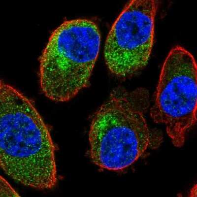 Immunocytochemistry/ Immunofluorescence: SLC35E4 Antibody [NBP2-13330]