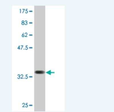 Western Blot: SLC36A2 Antibody (2B7) [H00153201-M12]