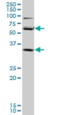Western Blot: SLC36A2 Antibody (2H3) [H00153201-M04]
