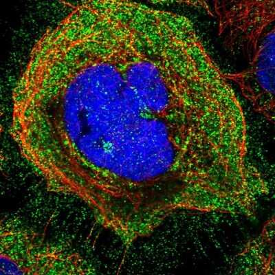 Immunocytochemistry/ Immunofluorescence: SLC36A4 Antibody [NBP1-81931]