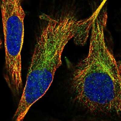 Immunocytochemistry/ Immunofluorescence: SLC37A3 Antibody [NBP2-57417]