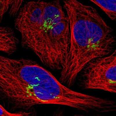 Immunocytochemistry/ Immunofluorescence: SLC38A10 Antibody [NBP1-81193]
