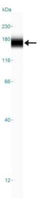 Simple Western: SLC38A10 Antibody [NBP1-81193]