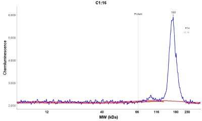Simple Western: SLC38A10 Antibody [NBP1-81193]