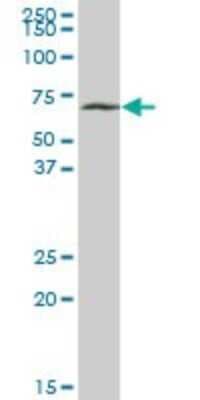 Western Blot: SLC38A3 Antibody [H00010991-B01P]