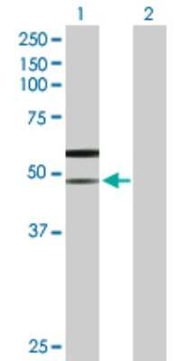 Western Blot: SLC38A3 Antibody [H00010991-B01P]