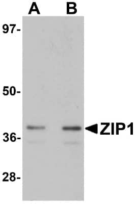 Western Blot: SLC39A1 AntibodyBSA Free [NBP1-76498]