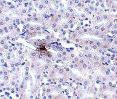 Immunohistochemistry-Paraffin: SLC39A11 Antibody - BSA Free [NBP1-77344]