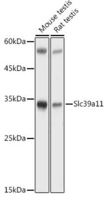 Western Blot: SLC39A11 AntibodyAzide and BSA Free [NBP3-16004]