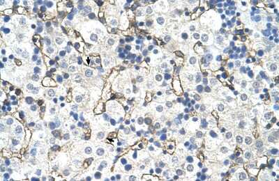 Immunohistochemistry: SLC39A5 Antibody [NBP1-69296]