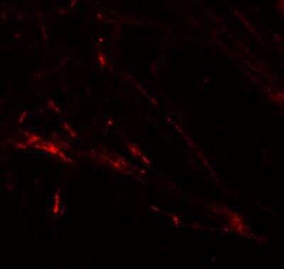 Immunocytochemistry/ Immunofluorescence: SLC39A7/ZIP7 Antibody - BSA Free [NBP1-76504]