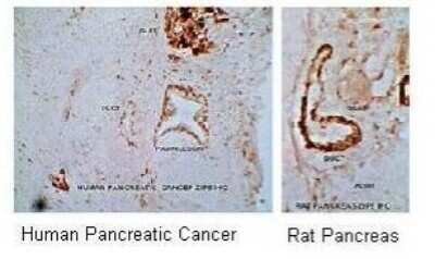 Immunohistochemistry-Paraffin: SLC39A8/ZIP8 Antibody [NBP1-59601]