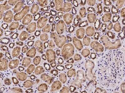 Immunohistochemistry-Paraffin: SLC39A8/ZIP8 Antibody [NBP2-97997]