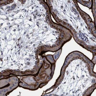 Immunohistochemistry-Paraffin: SLC43A2 Antibody [NBP1-82706]