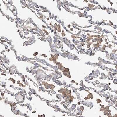 Immunohistochemistry-Paraffin: SLC43A3 Antibody [NBP1-85026]