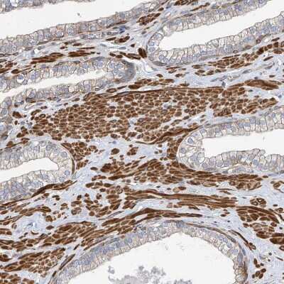 Immunohistochemistry-Paraffin: SLC43A3 Antibody [NBP1-85026]